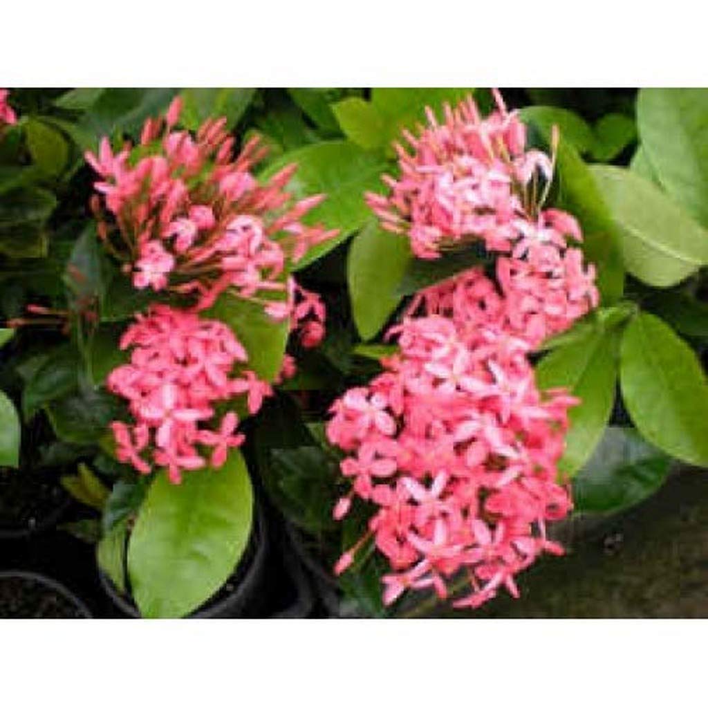 Flower Pink Ixora Ixora, Nora Grant Semi-Tropical Evergreen Shrub For Balcony Garden Plant(1 Healthy Live Plant) D