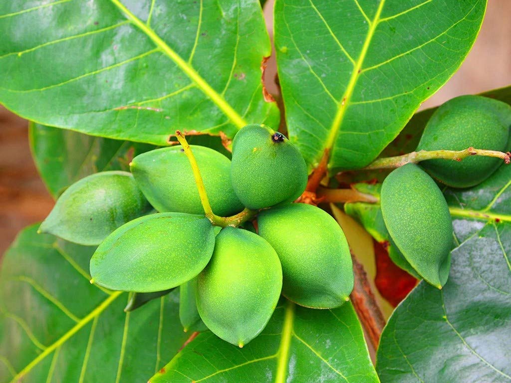Live Plant Badam Indian Almond Terminalia Catappa Flowers Slightly Fetid Container Suitable Garden Plant(1 Healthy Live Plant)