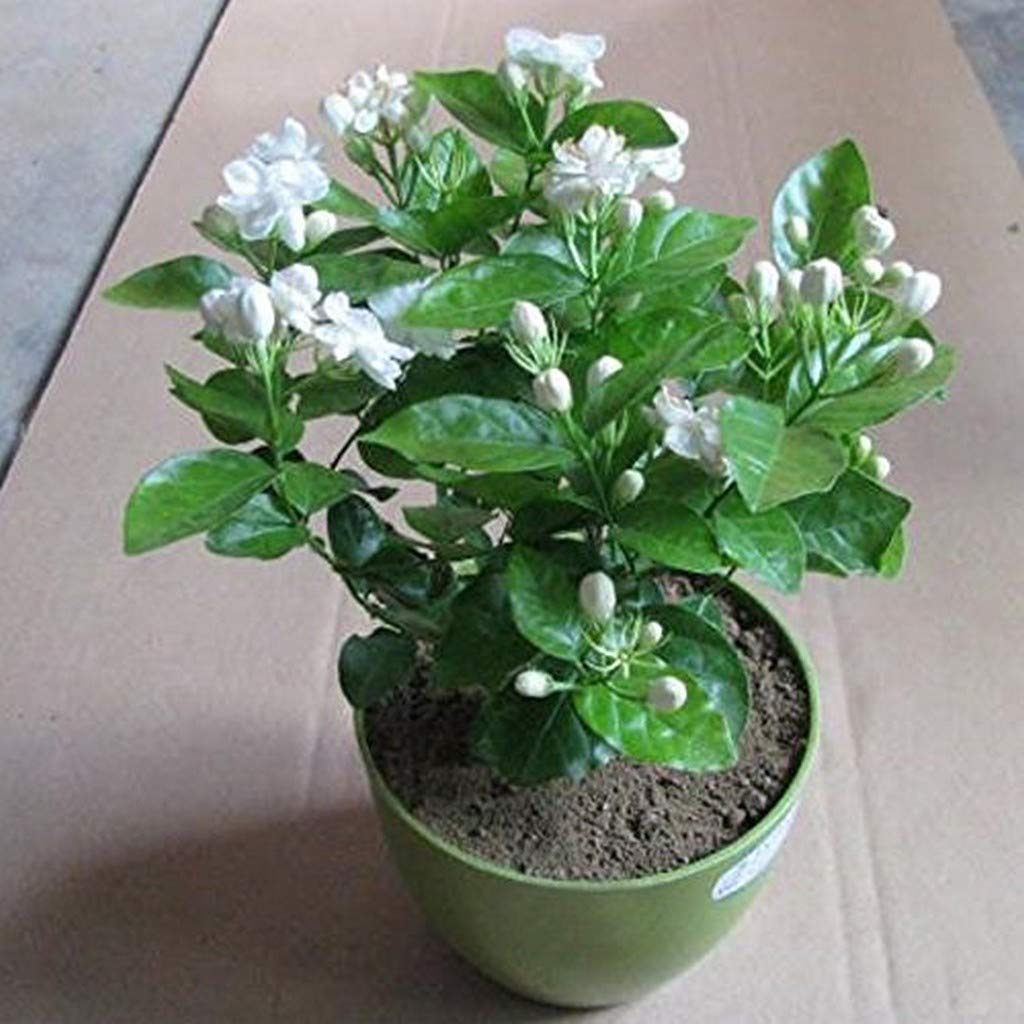 Jasmine Live Plant Non Climbing Plants Grandiflorum Fragrant Flower Native To India Easy Maintanance Garden Plant(1 Healthy Live Plant)