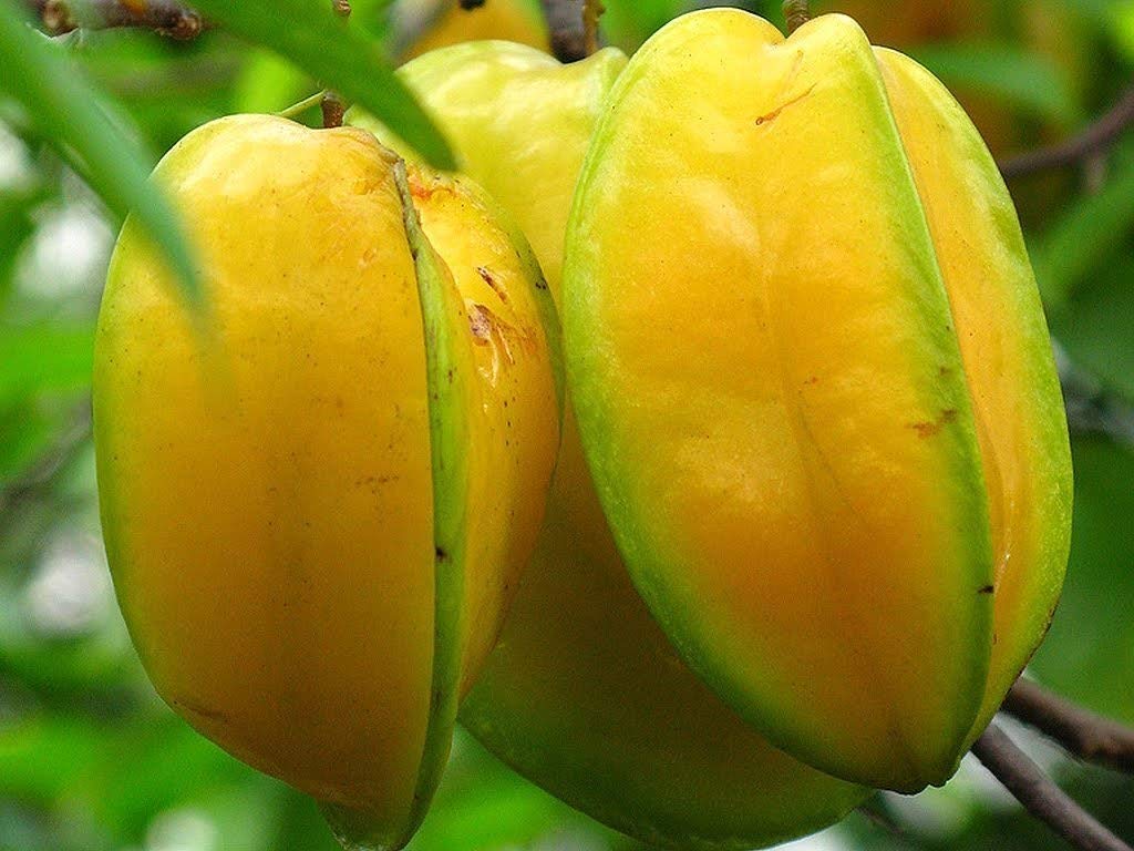 Live Plant Kamrak/Star Fruit/Carambola Tree Saplings Hybrid Indoor Fruit/Birambi Bearing (1 Healthy Live Fruit Plant) A