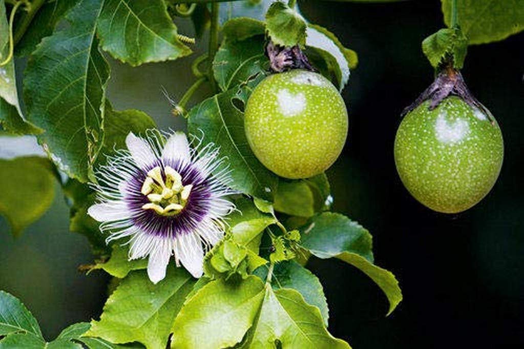 Live Plant Granadilla (Purple Variety) Climbing Fruit Garden Plant(1 Healthy Live Plant) D