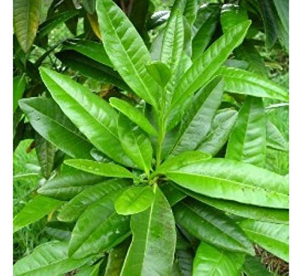 Sarva Sughandhi Allspice Sweet-Scented Spice Live Plant Aromatic Berries