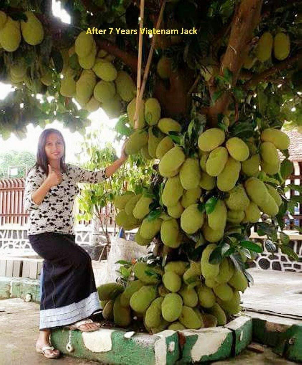 jackfruit tropical fruit trees live plants indoor/outdoor Live Rare Jack Fruit Tree Outdoor Fruit Plant E – creativefarmer