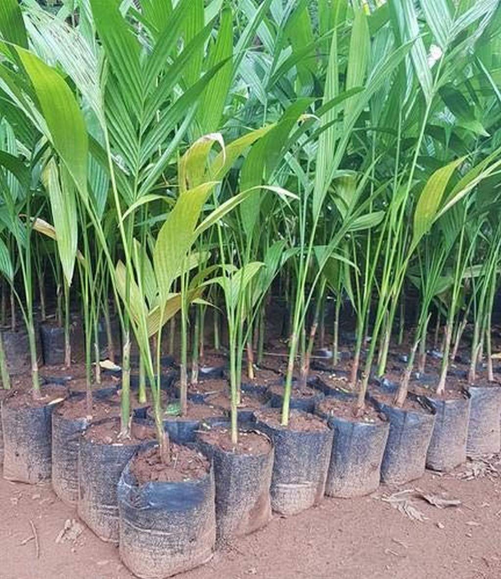 Live Palm Outdoor Plants Betel Nut Hybrid Dwarf Arecanut Plant Mohitnagar Ornamental For Lawn And Garden Plant(1 Healthy Live Plant) A