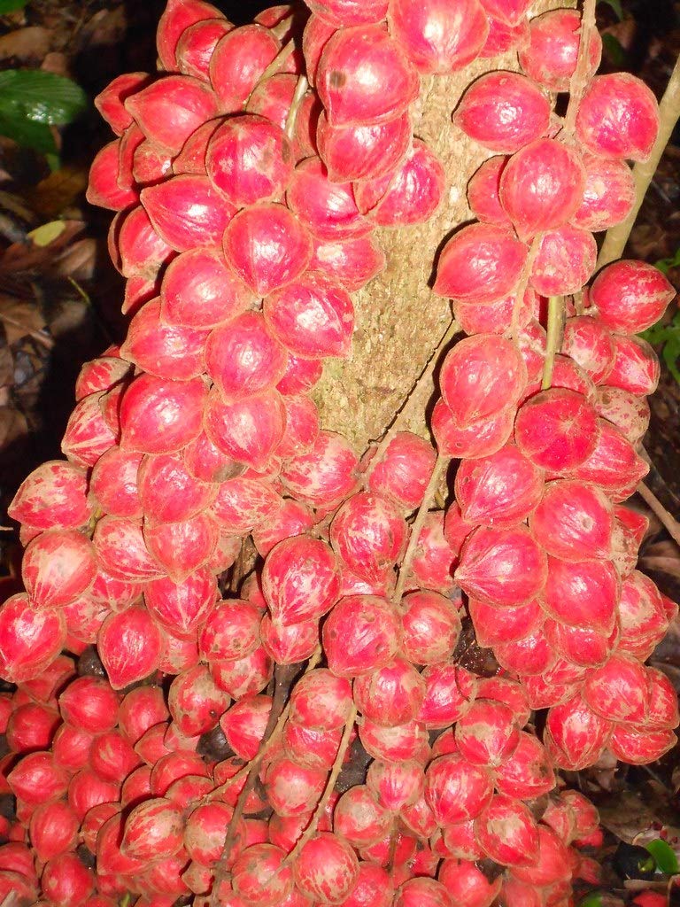 Mootilthoori Pazham (Baccaurea Courtallensis) (1 Healthy Live Fruit Plant)