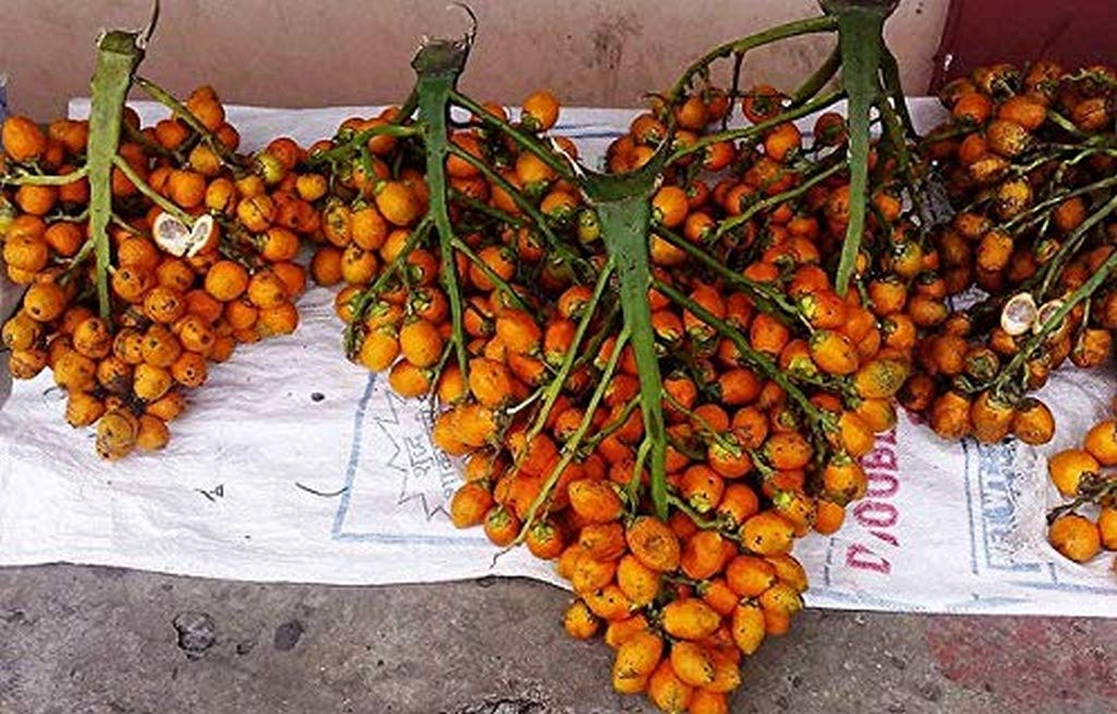 Live Plant Betel Supari Nut Catechu Living Mangala Arecanut Ornamental/Fruit Producing Palm (1 Healthy Live Fruit Nut Plant) B