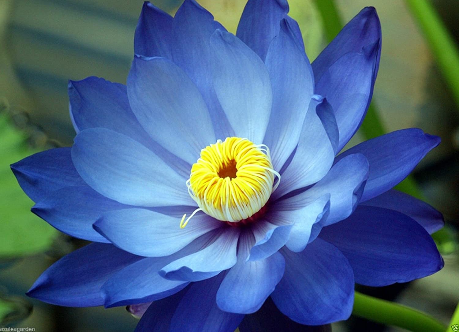 Lotus Flower Mixed Colour Seeds (Pack of 15 Seeds)