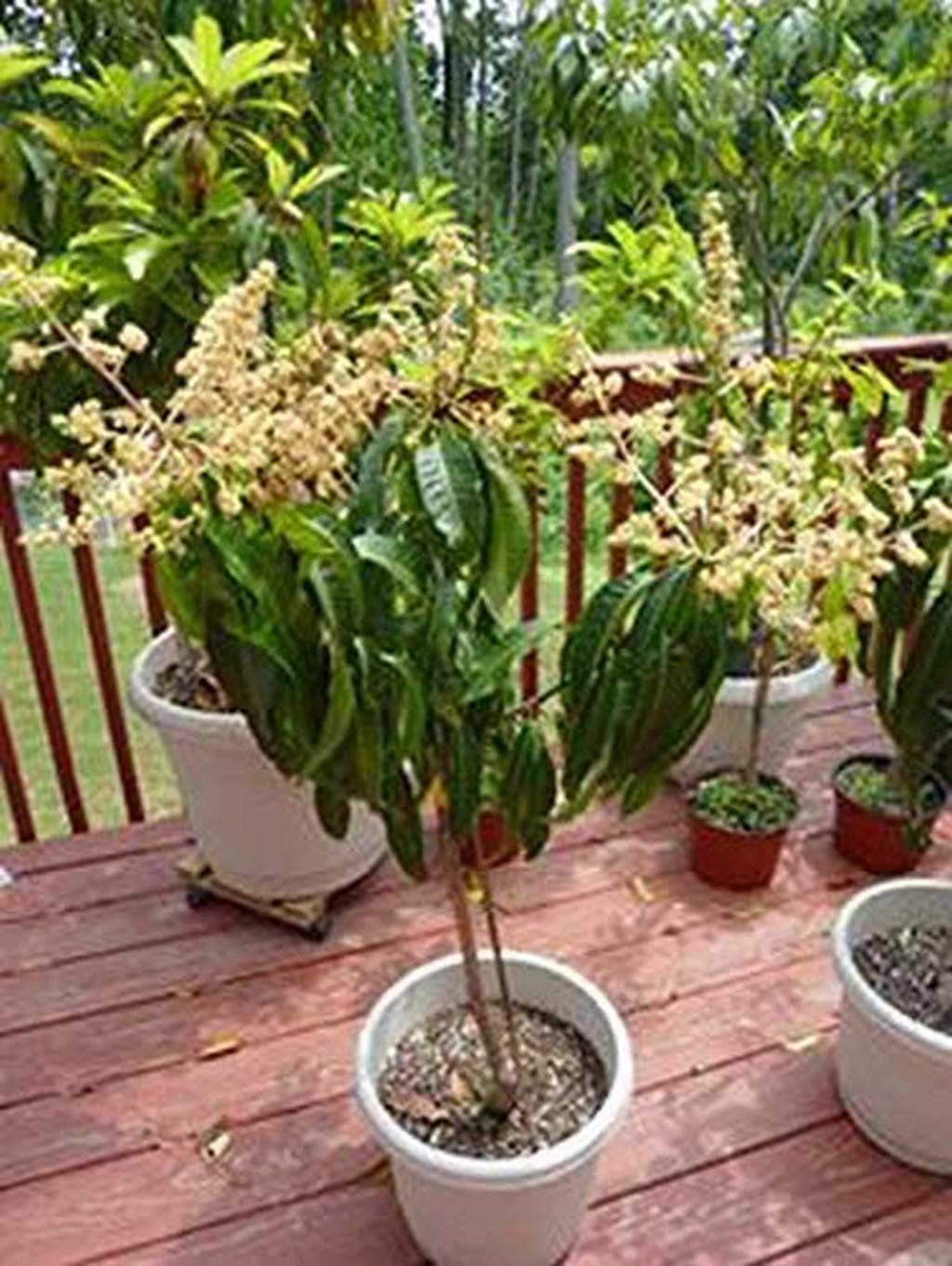 Live Plant Rare Dwarf Mango Plant Moovandan Grafted Fruit (1 Healthy Live Fruit Plant)