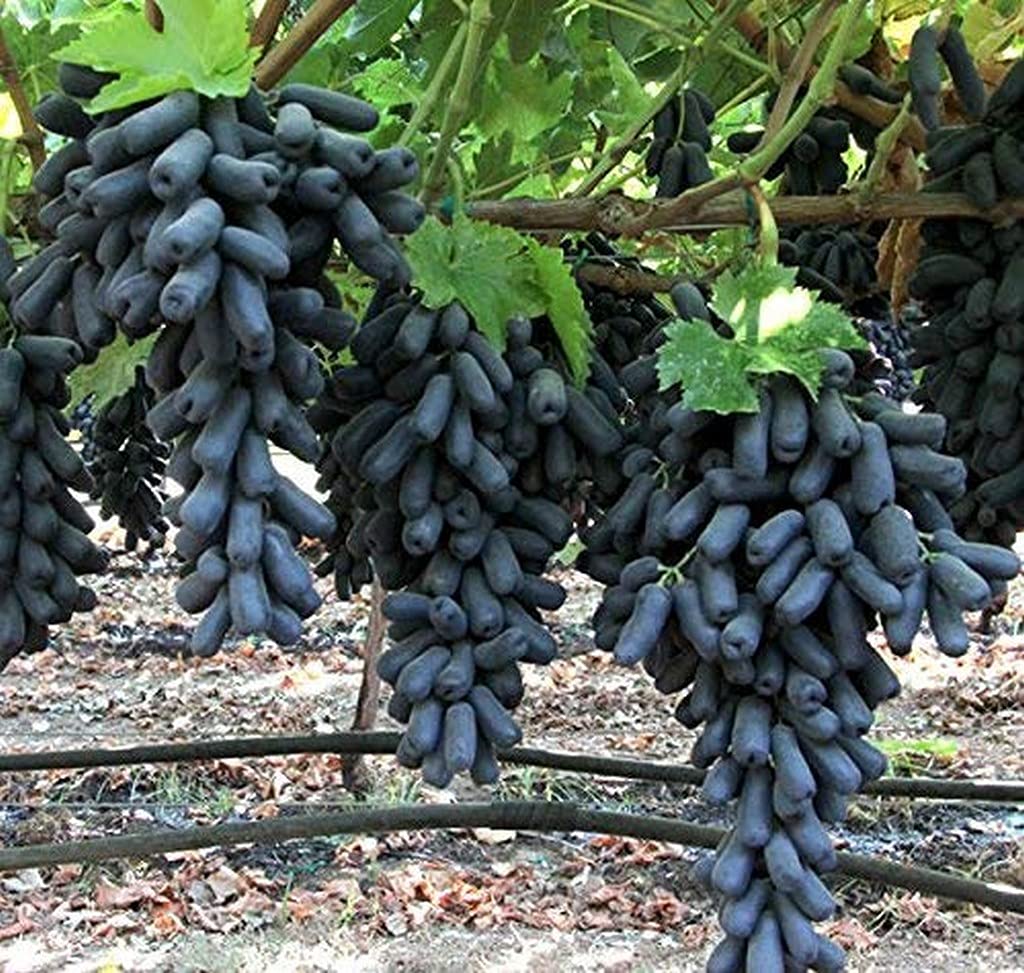 Grape Fruit Moon Drops Black Seedless Vine Cutting On Poly Bag Exotic Plants Outdoor (1 Healthy Plant) Seedling (Healthy (PLANT-10-GRAPE|30YKA@)