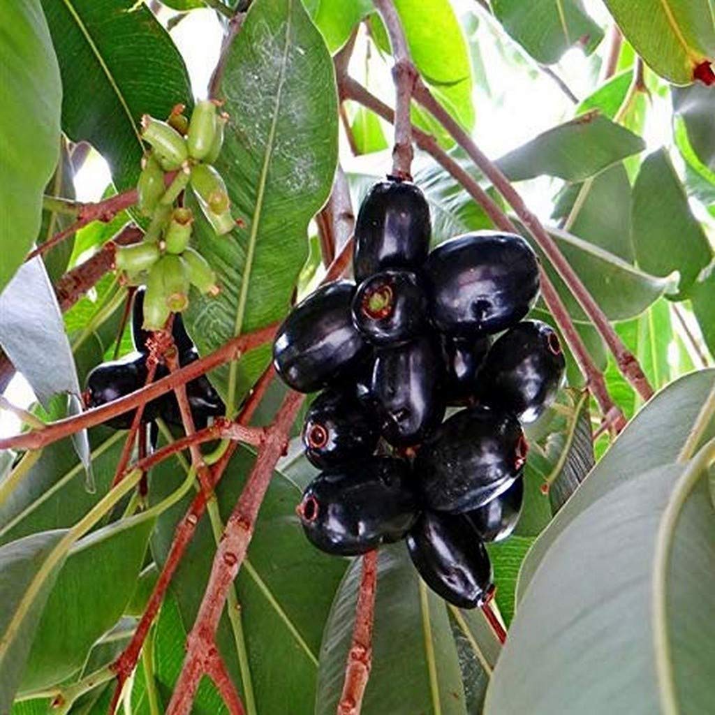 Jambolan/Java Plum/Black Plum/Jamun Njaval Dwarf Plants For Home Garden Easy To Maintain Ornamental (1 Live Fruit Plant)