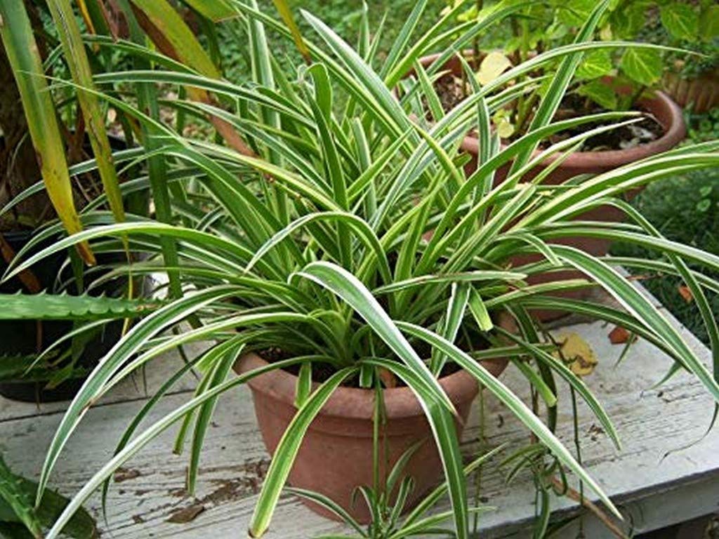 Live Plant Exotic Spider (Chlorophytum) Purifying The Air (1 Healthy Live Fruit Plant) E