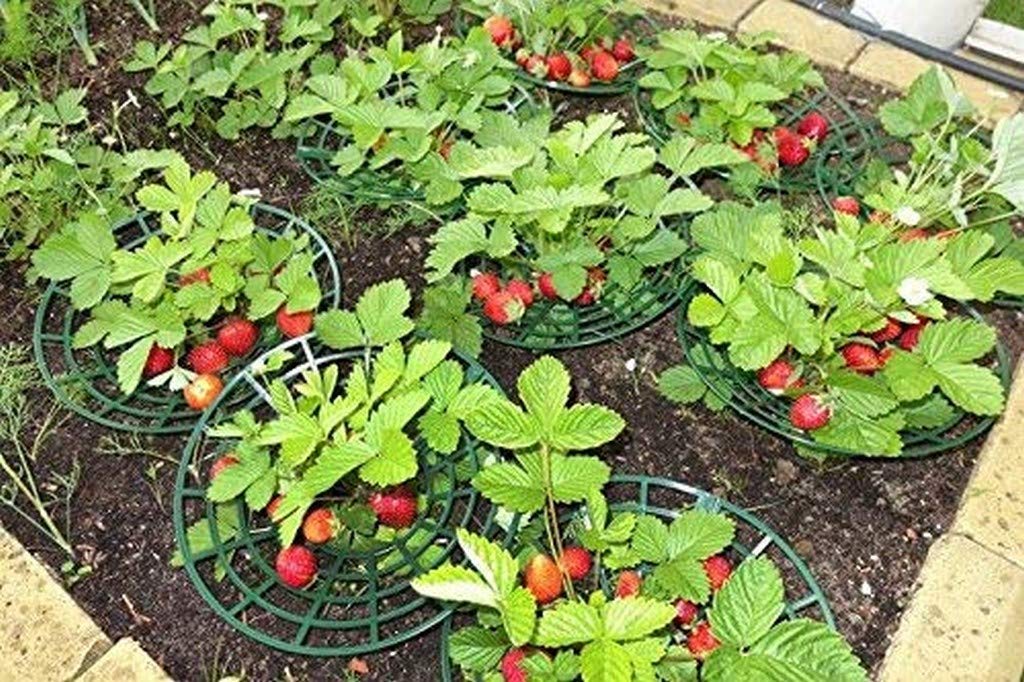 Live Exotic Fruit Plants Strawberry Tree For Gardening Plant (1 Healthy Live Plant) D