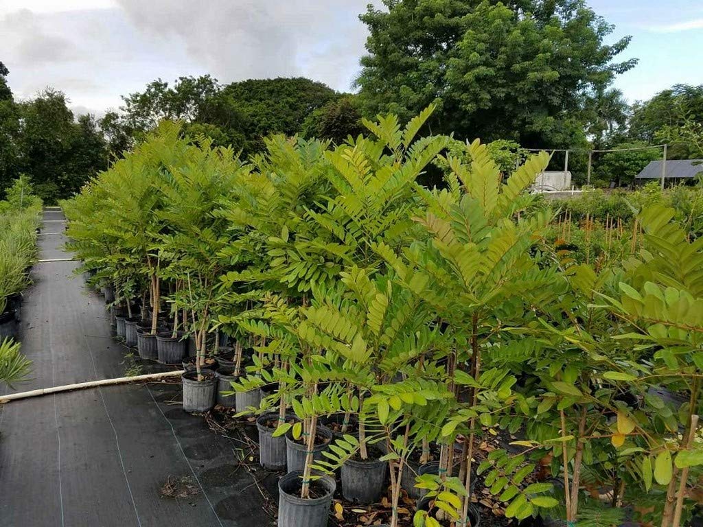 Lakshmi Tharu Healthy Rare Ayurvedic Medicinal Paradise Tree Simarouba Glauca Small For Home Garden Plant - Herbal plant (1 Healthy Live Plant)