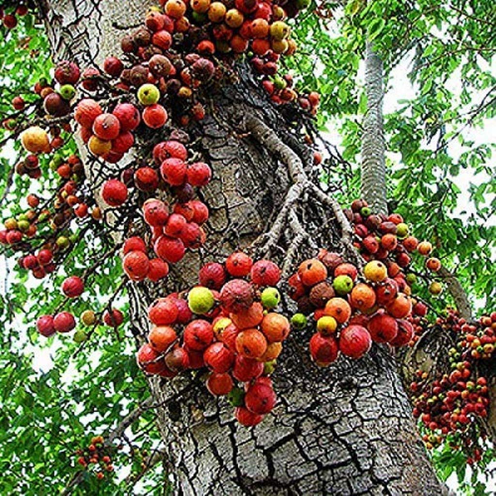 Gular-Ficus Racemosa-Cluster Fig Fruit Garden Plants Gular/Cluster Fig/Ficus Athi For Indoor Climber  (1 Live Fruit Plant)