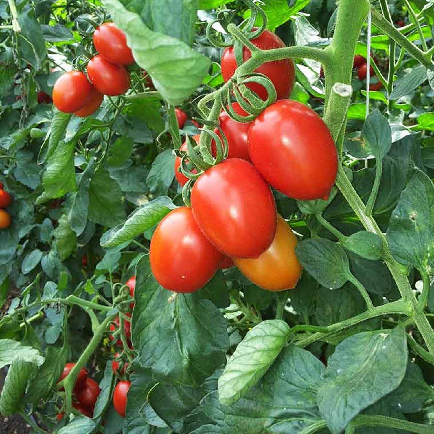 Tomato Oval Seeds