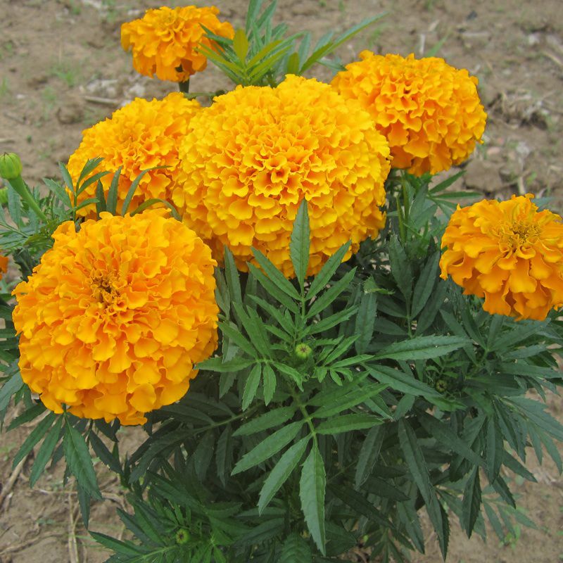 Marigold Gulza.Fri Orange