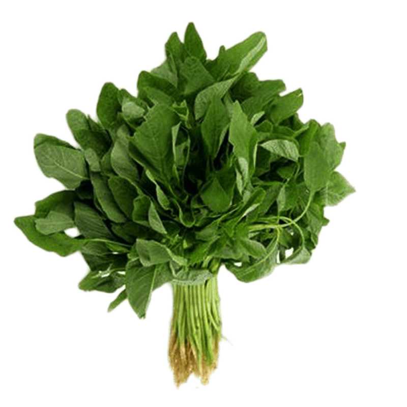 Amaranthus(green)
