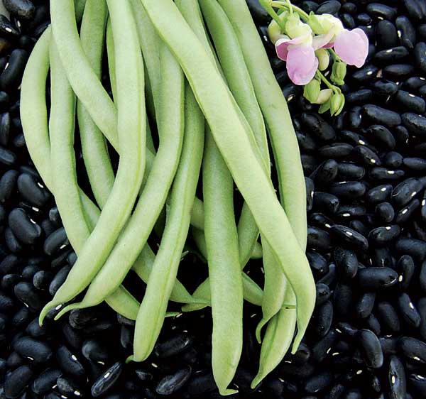 Beans Green (black Seeds) Seeds
