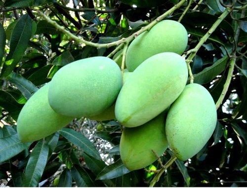 mango Live Plant – creativefarmer - Main Image