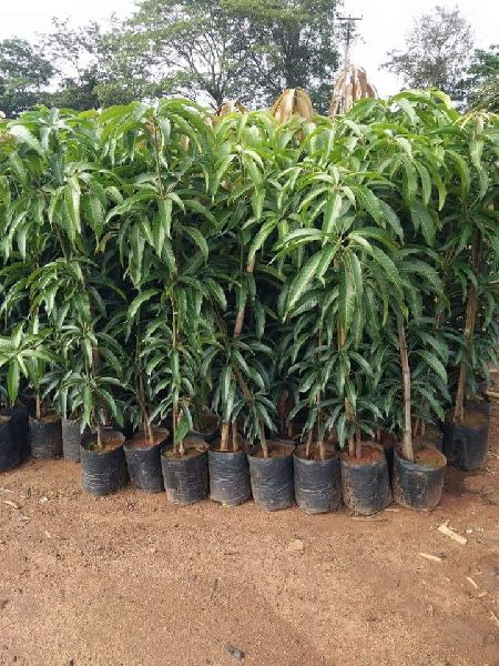 Mallika Rare Tasty Mallika Mango ('Neelum' X 'Dasheri') Sweet Fiberless Fruit Mango Live Plant