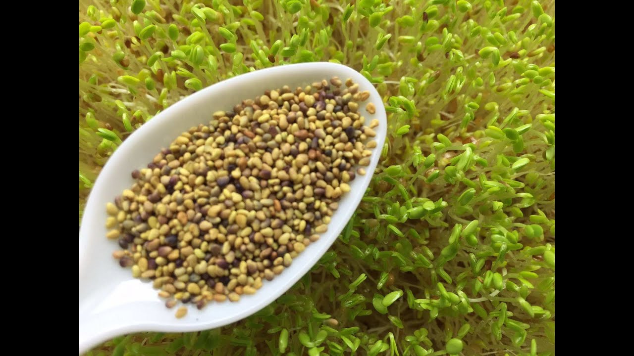 Clover Microgreens Seeds