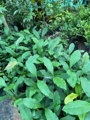 Baraba Fruit Lemon Drop Mangosteen Aromatic Plant Garden Plant(1 Healthy Live Plant)