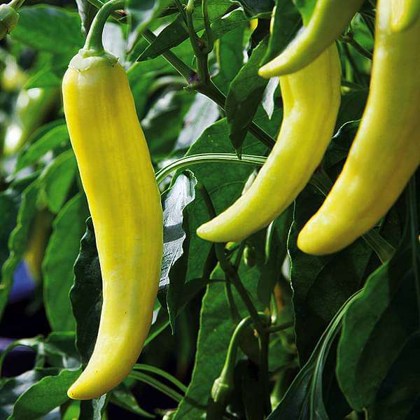 Chillies Yellow  Seeds