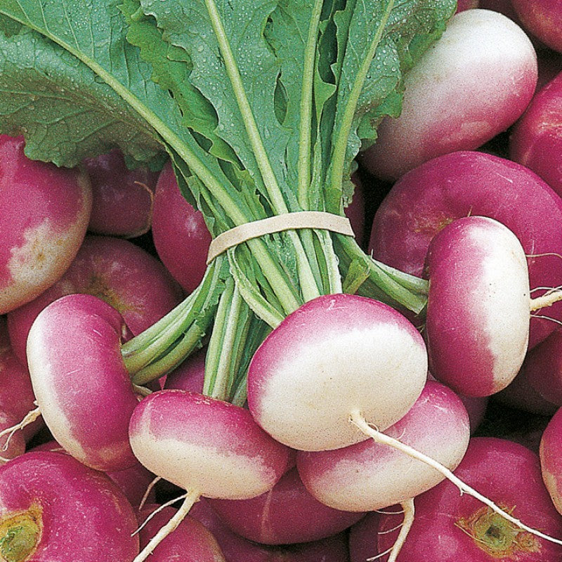 Turnip Purple Seeds
